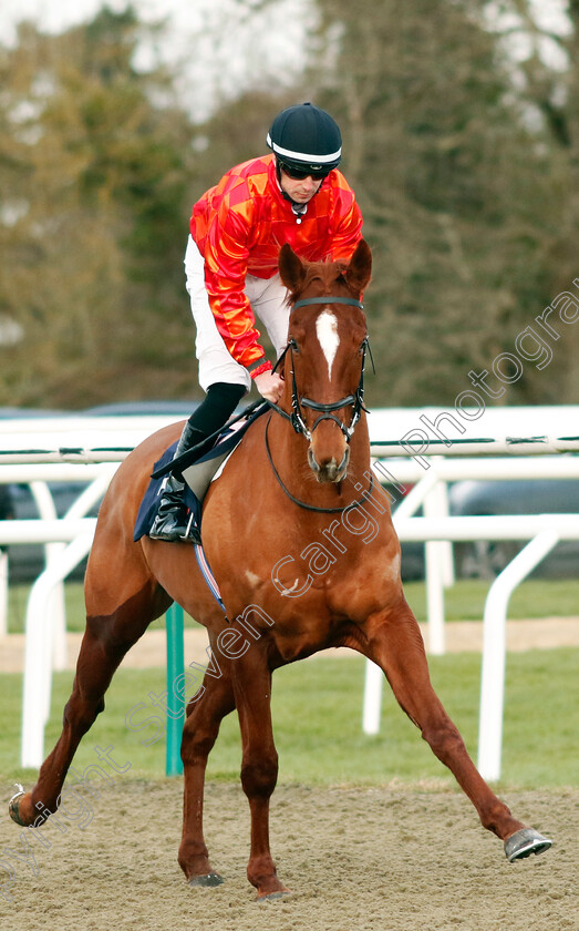 Duc-De-Morny-0001 
 DUC DE MORNY (Jack Mitchell)
Lingfield 20 Jan 2024 - Pic Steven Cargill / Racingfotos.com