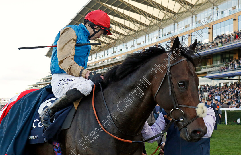 Kind-Of-Blue-0006 
 KIND OF BLUE (James Doyle) winner of The Qipco British Champions Sprint Stakes
Ascot 19 Oct 2024 - Pic Steven Cargill / Racingfotos.com