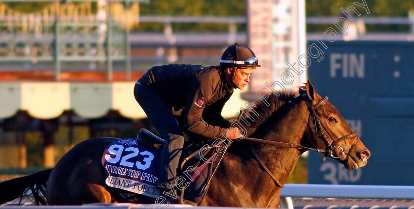 Valiant-Force-0001 
 VALIANT FORCE training for The Breeders' Cup Juvenile Turf Sprint
Santa Anita USA, 31 October 2023 - Pic Steven Cargill / Racingfotos.com