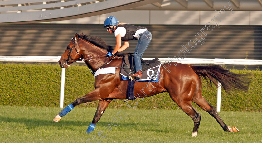 Hit-The-Bid-0002 
 HIT THE BID exercising in preparation for The Al Quoz Sprint Meydan 28 Mar 2018 - Pic Steven Cargill / Racingfotos.com