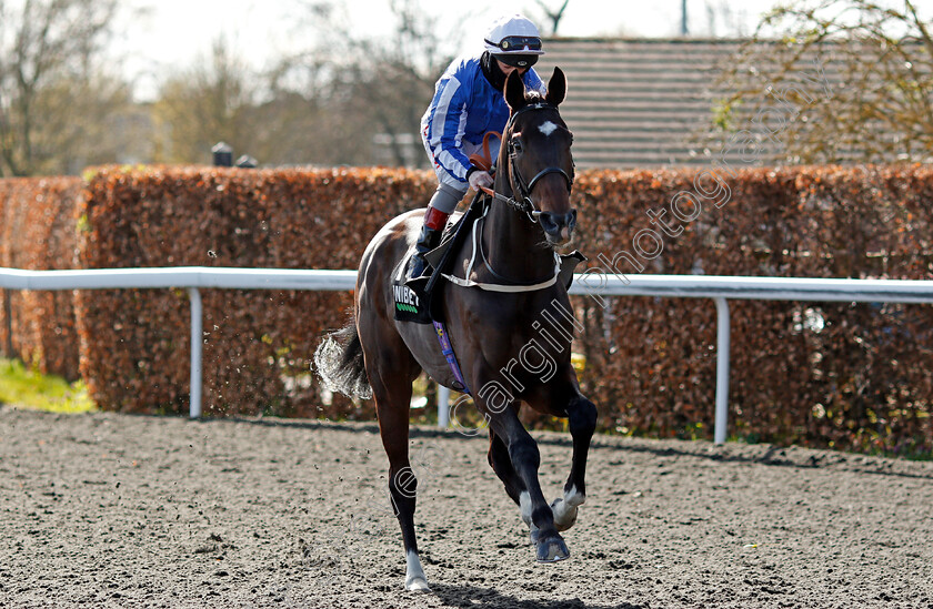 King-Zain-0001 
 KING ZAIN (Franny Norton)
Kempton 5 Apr 2021 - Pic Steven Cargill / Racingfotos.com