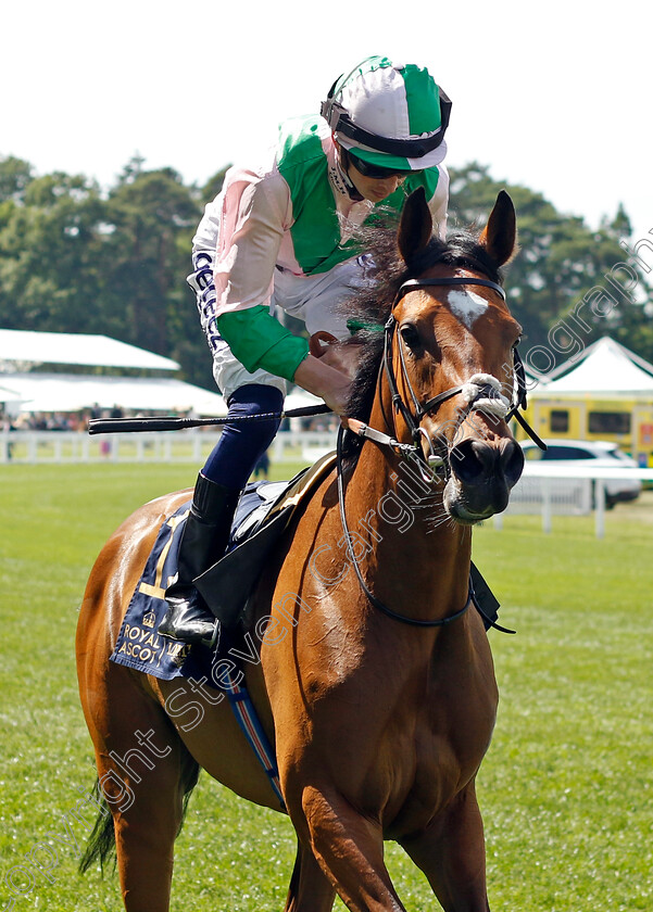 Typewriter 
 TYPEWRITER (David Probert)
Royal Ascot 15 Jun 2022 - Pic Steven Cargill / Racingfotos.com