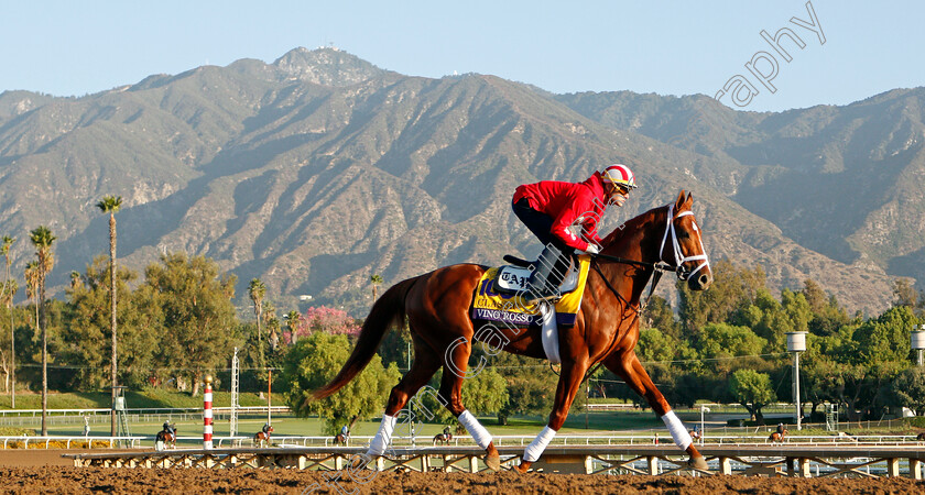 Vino-Rosso-0003 
 VINO ROSSO training for the Breeders' Cup Classic
Santa Anita USA 30 Oct 2019 - Pic Steven Cargill / Racingfotos.com