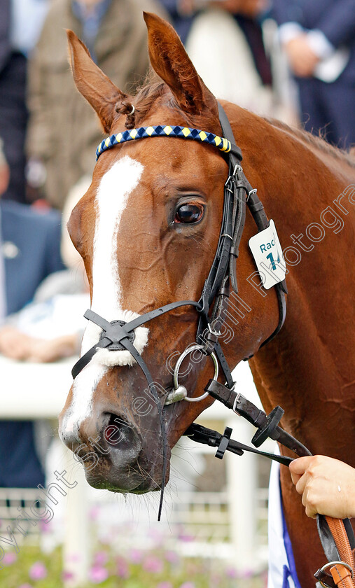 Swingalong-0009 
 SWINGALONG winner of The Sky Bet Lowther Stakes
York 18 Aug 2022 - Pic Steven Cargill / Racingfotos.com