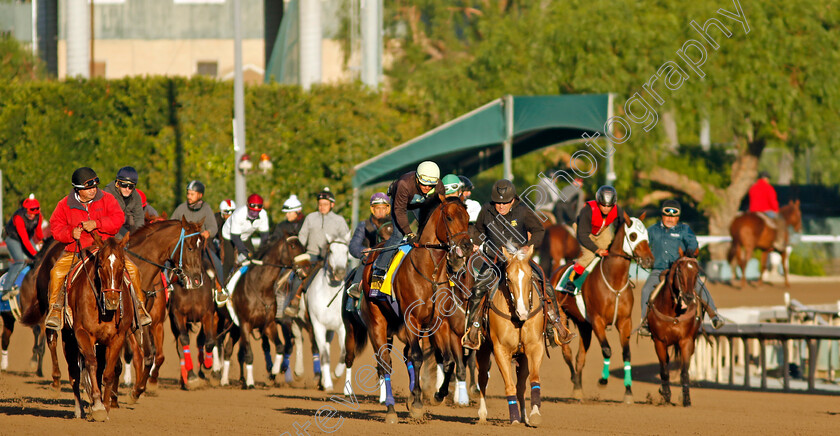 Arabian-Knight-0001 
 ARABIAN KNIGHT training for The Breeders' Cup Classic
Santa Anita USA, 30 Oct 2023 - Pic Steven Cargill / Racingfotos.com