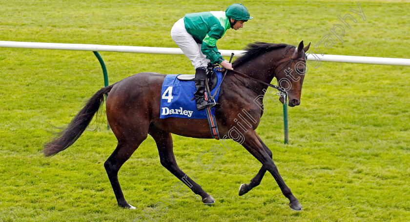 Shackleton-0002 
 SHACKLETON (Ryan Moore)
Newmarket 12 Oct 2024 - Pic Steven Cargill / Racingfotos.com