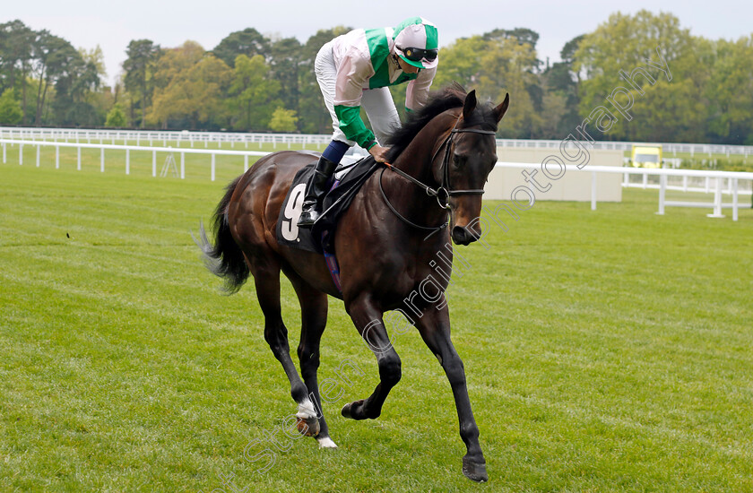 Starlust-0001 
 STARLUST (Hector Crouch)
Ascot 1 May 2024 - Pic Steven Cargill / Racingfotos.com