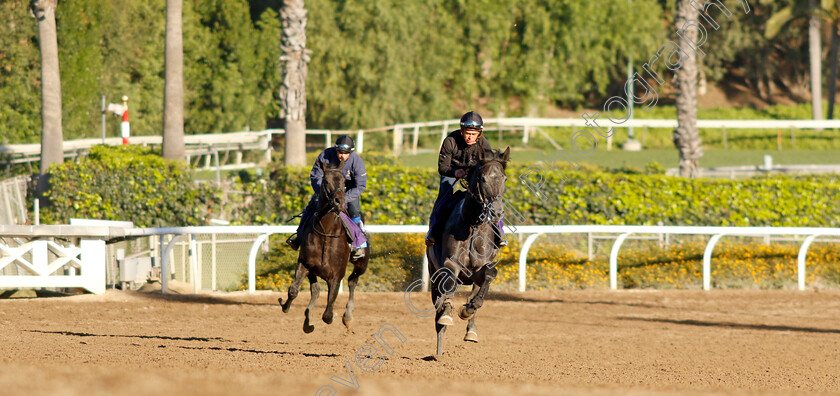 King-Of-Steel-0003 
 KING OF STEEL training for The Breeders' Cup Turf 
Santa Anita USA, 31 October 2023 - Pic Steven Cargill / Racingfotos.com