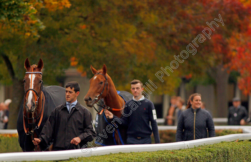 Kempton-0001 
 Horses on their way to the paddock at Kempton 11 Oct 2017 - Pic Steven Cargill / Racingfotos.com