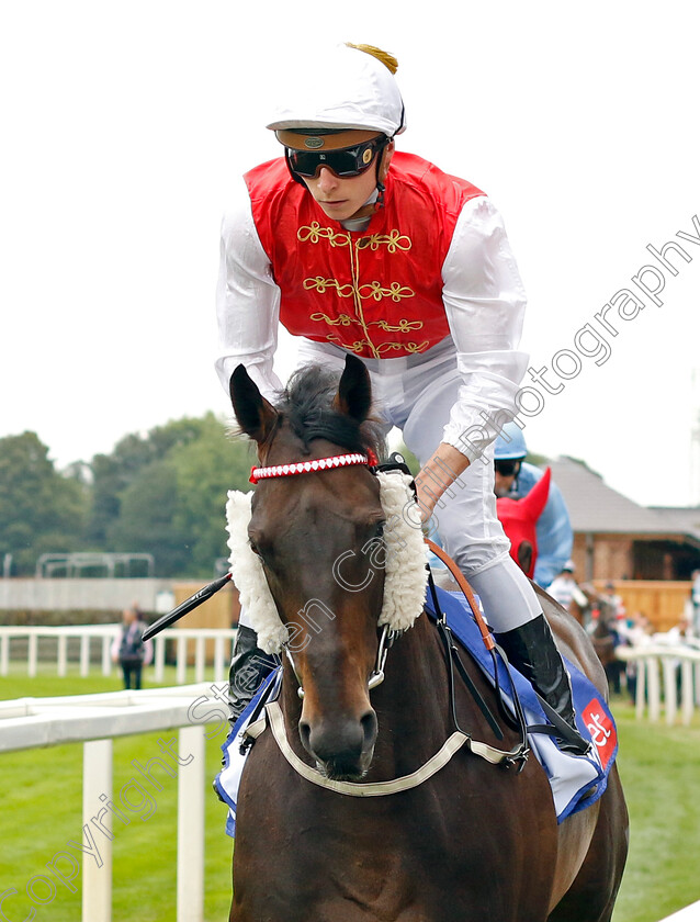 Nomadic-Empire-0001 
 NOMADIC EMPIRE (Jason Watson)
York 23 Aug 2023 - Pic Steven Cargill / Racingfotos.com