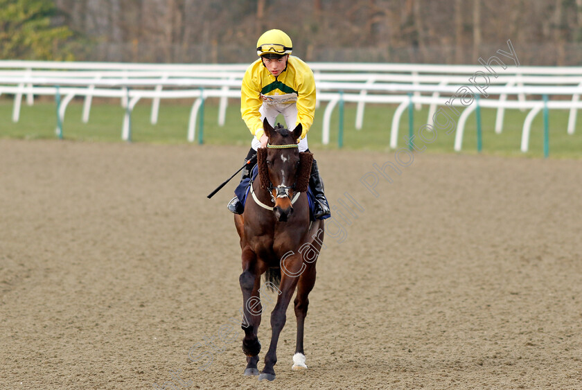 Pablo-Prince-0001 
 PABLO PRINCE (Frederick Daly)
Lingfield 7 Mar 2024 - Pic Steven Cargill / Racingfotos.com