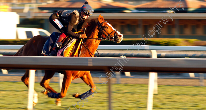 Live-In-The-Moment-0002 
 LIVE IN THE MOMENT (Sean Kirrane) training for The Breeders' Cup Turf Sprint
Santa Anita USA, 31 October 2023 - Pic Steven Cargill / Racingfotos.com