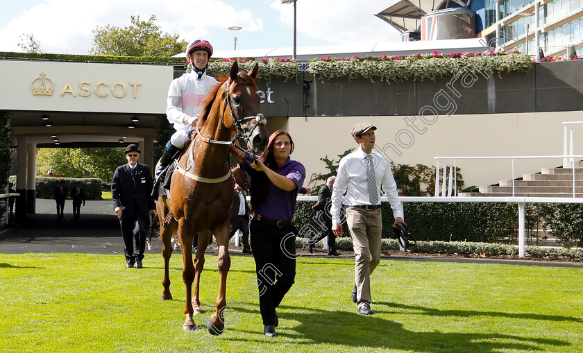 What-A-Welcome-0006 
 WHAT A WELCOME (Joey Haynes) after The Victoria Racing Club Handicap
Ascot 7 Sep 2018 - Pic Steven Cargill / Racingfotos.com