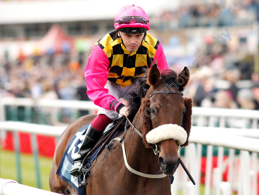 Dame-Gladys-0001 
 DAME GLADYS (Andrew Mullen)
Doncaster 13 Sep 2018 - Pic Steven Cargill / Racingfotos.com