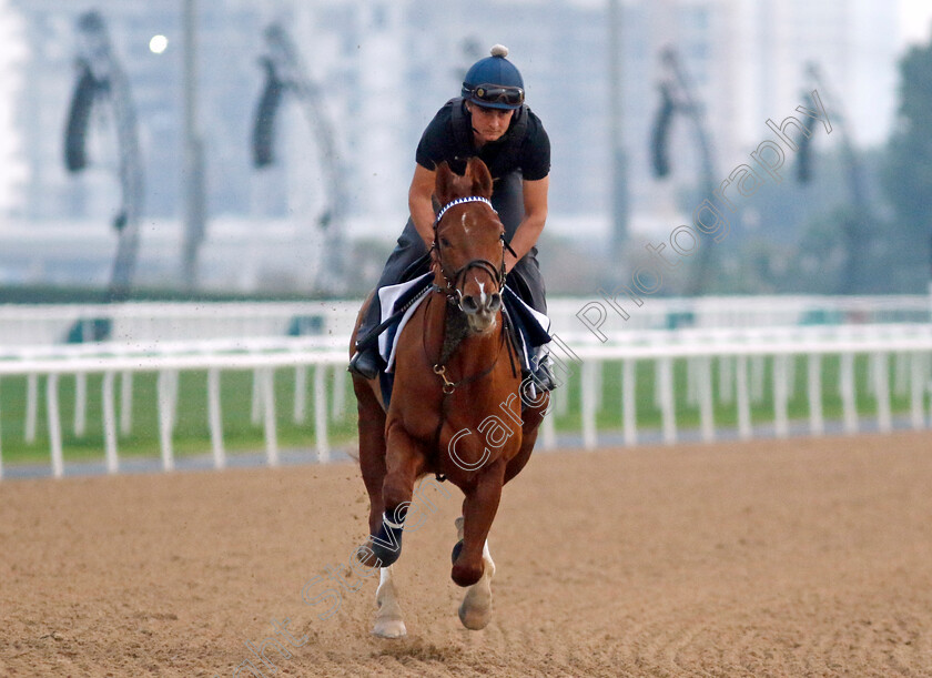 Salvuccio-0003 
 SALVUCCIO training at the Dubai Racing Carnival 
Meydan 4 Jan 2024 - Pic Steven Cargill / Racingfotos.com