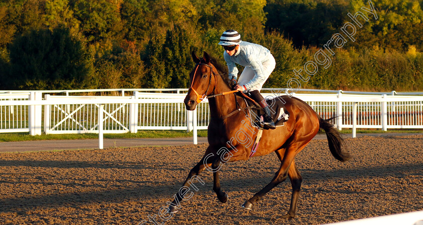 Kaiya-0001 
 KAIYA (Alec Voikhansky)
Chelmsford 3 Oct 2024 - Pic Steven Cargill / Racingfotos.com