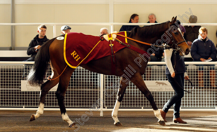 Lot-0055-Inuk-£7500-0001 
 Lot 055 INUK selling for £7500 at Tattersalls Ireland Ascot November Sale 9 Nov 2017 - Pic Steven Cargill / Racingfotos.com