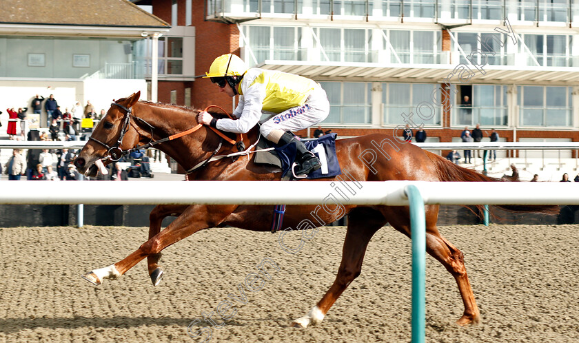 King s-Advice-0006 
 KING'S ADVICE (Joe Fanning) wins The Betway Live Casino Handicap
Lingfield 2 Mar 2019 - Pic Steven Cargill / Racingfotos.com