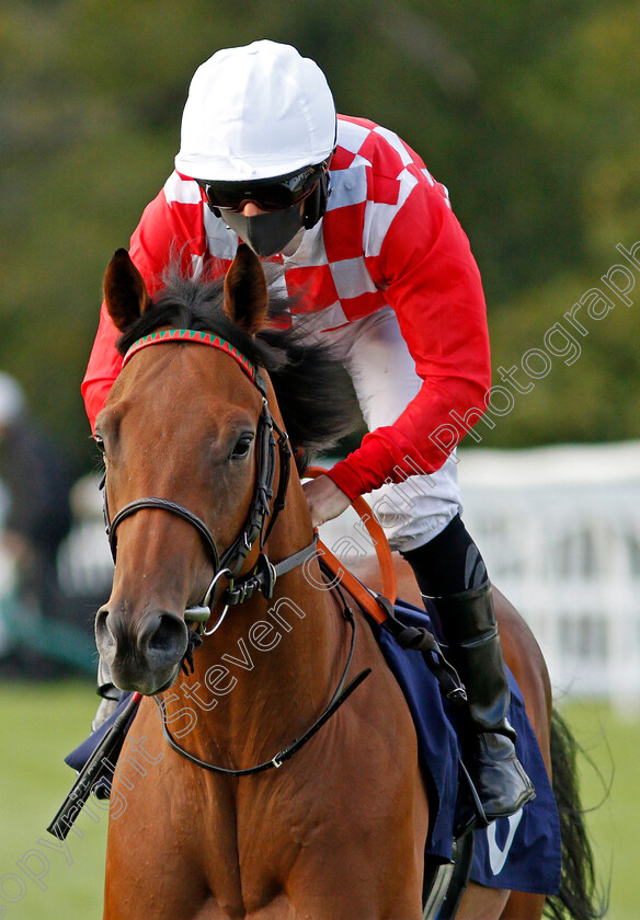 Sepah-0001 
 SEPAH (P J McDonald)
Lingfield 26 Aug 2020 - Pic Steven Cargill / Racingfotos.com