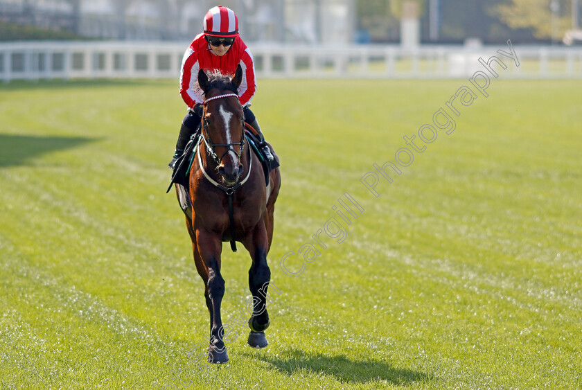 Bradsell-0002 
 BRADSELL (Hollie Doyle)
Ascot 3 May 2023 - Pic Steven Cargill / Racingfotos.com