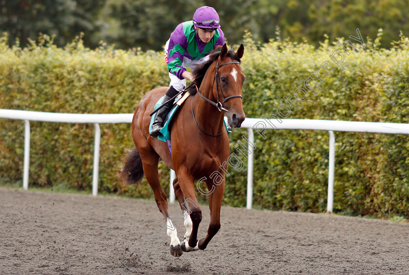 Querelle-0001 
 QUERELLE (Jamie Spencer) before The Starsports.bet British Stallion Studs EBF Fillies Novice Stakes 
Kempton 15 Aug 2018 - Pic Steven Cargill / Racingfotos.com