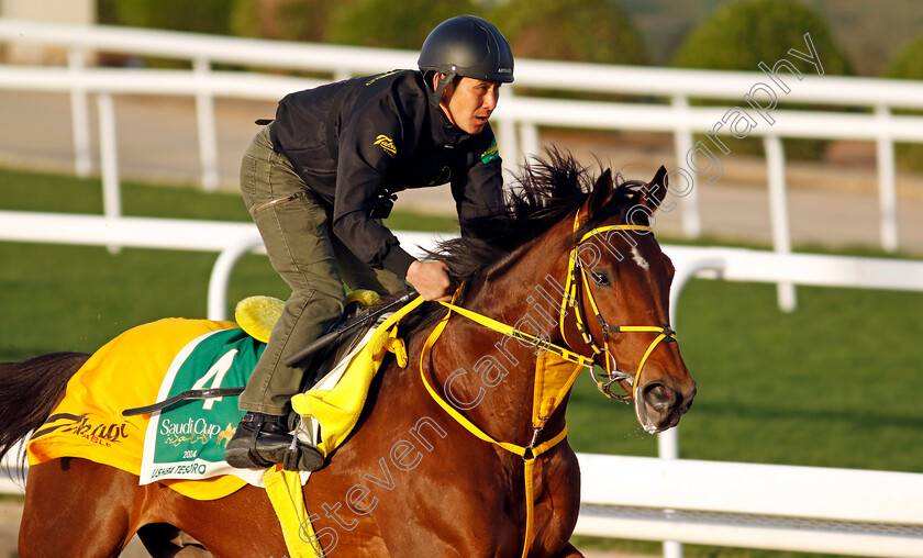 Ushba-Tesoro-0005 
 USHBA TESORO training for The Saudi Cup
King Abdulaziz Racecourse, Saudi Arabia 20 Feb 2024 - Pic Steven Cargill / Racingfotos.com