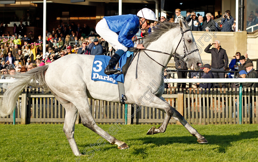 Highland-Avenue-0004 
 HIGHLAND AVENUE (William Buick) wins The Darley Stakes
Newmarket 14 Oct 2023 - Pic Steven Cargill / Racingfotos.com