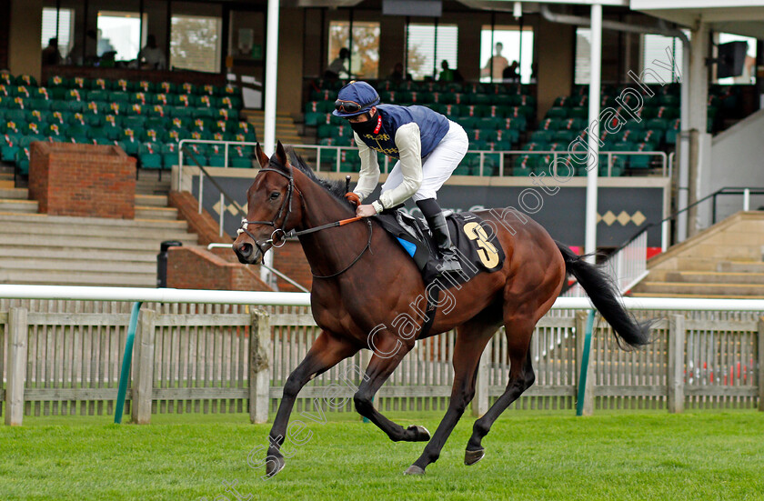 Beau-Jardine-0001 
 BEAU JARDINE (Eoin Walsh) before The Follow Mansionbet On Instagram British EBF Novice Stakes
Newmarket 30 Oct 2020 - Pic Steven Cargill / Racingfotos.com