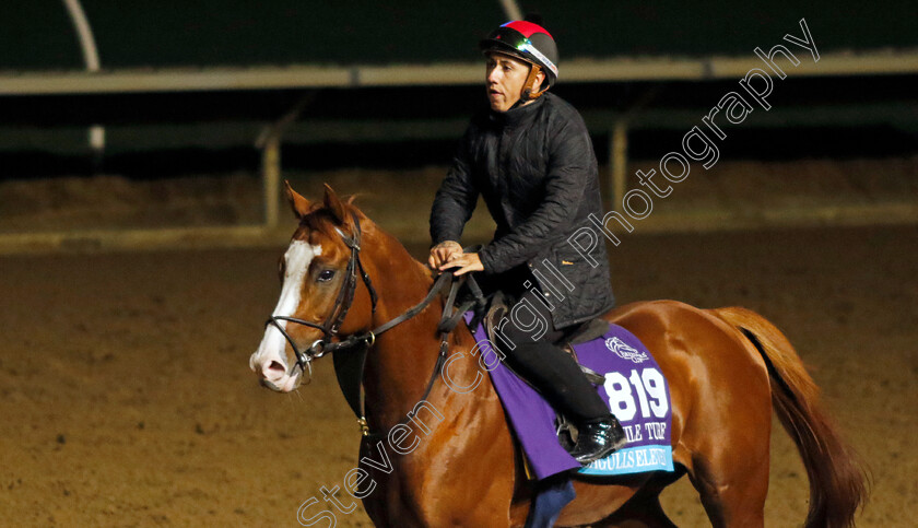 Seagulls-Eleven-0002 
 SEAGULLS ELEVEN training for the Breeders' Cup Juvenile Turf 
Del Mar USA 30 Oct 2024 - Pic Steven Cargill / Racingfotos.com