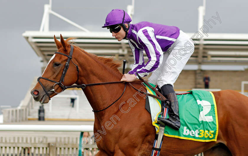 Brilliant-0003 
 BRILLIANT (Gavin Ryan)
Newmarket 13 Oct 2023 - Pic Steven Cargill / Racingfotos.com