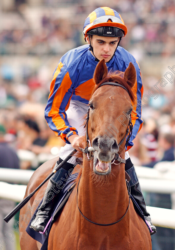 Never-No-More-0001 
 NEVER NO MORE (Donnacha O'Brien)
Doncaster 14 Sep 2019 - Pic Steven Cargill / Racingfotos.com