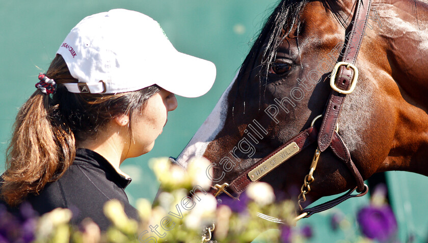 War-Of-Will-0018 
 WAR OF WILL with groom Samantha in preparation for the Preakness Stakes
Pimlico, Baltimore USA, 15 May 2019 - Pic Steven Cargill / Racingfotos.com