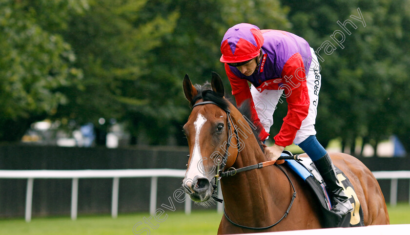 Hasty-Sailor-0001 
 HASTY SAILOR (David Probert)
Newmarket 5 Aug 2023 - Pic Steven Cargill / Racingfotos.com