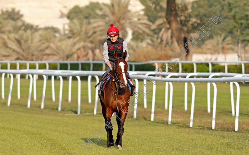 Cadillac-0002 
 CADILLAC (Shane Foley) exercising in preparation for Friday's Bahrain International Trophy
Sakhir Racecourse, Bahrain 17 Nov 2021 - Pic Steven Cargill / Racingfotos.com