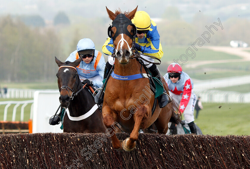 Tanarpino-0001 
 TANARPINO (Sean Quinlan)
Cheltenham 17 Apr 2019 - Pic Steven Cargill / Racingfotos.com