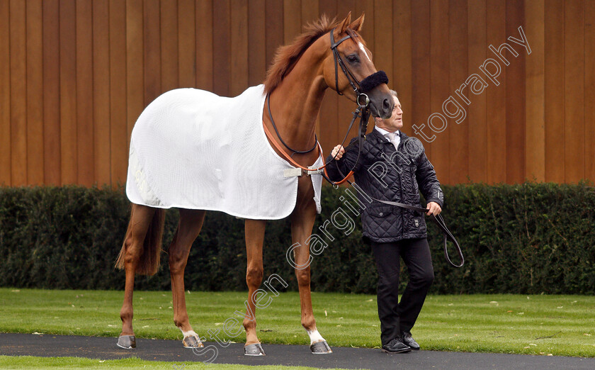 Narak-0005 
 NARAK 
Newbury 13 Jun 2019 - Pic Steven Cargill / Racingfotos.com