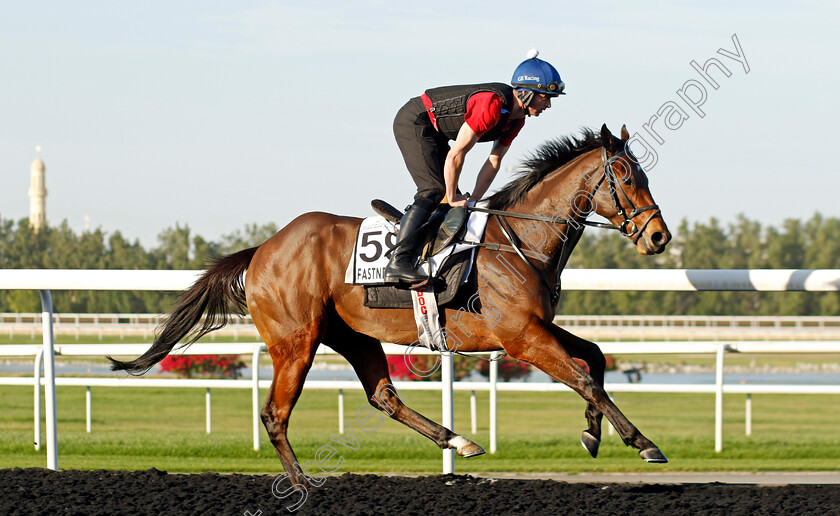 Fastnet-Crown-0002 
 FASTNET CROWN training at the Dubai World Cup Carnival
Meydan 5 Jan 2023 - Pic Steven Cargill / Racingfotos.com