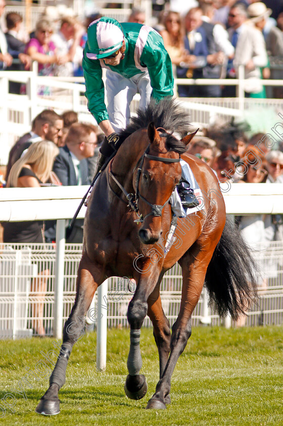 Raheen-House-0001 
 RAHEEN HOUSE (James Doyle)
York 24 Aug 2019 - Pic Steven Cargill / Racingfotos.com