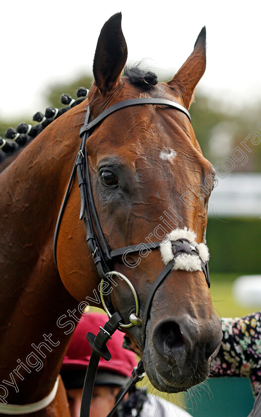 Toro-Strike-0008 
 TORO STRIKE after The Weatherbys Hamilton Supreme Stakes
Goodwood 29 Aug 2021 - Pic Steven Cargill / Racingfotos.com