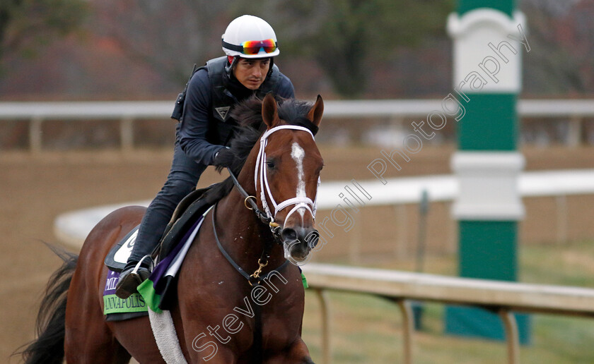 Annapolis-0001 
 ANNAPOLIS training for the Breeders' Cup Mile
Keeneland, USA 31 Oct 2022 - Pic Steven Cargill / Racingfotos.com