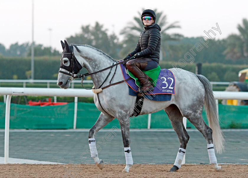 Icecapada-0001 
 ICECAPADA, trained by Niels Petersen, exercising in preparation for The Dubai World Cup Carnival, Meydan 18 Jan 2018 - Pic Steven Cargill / Racingfotos.com