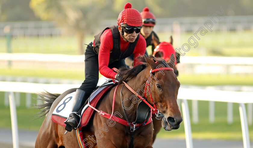 Romantic-Warrior-0010 
 ROMANTIC WARRIOR training at the Dubai Racing Carnival
Meydan 2 Jan 2025 - Pic Steven Cargill / Racingfotos.com