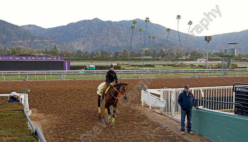 Ushba-Tesoro-0001 
 USHBA TESORO training for the Breeders' Cup Classic
Santa Anita USA, 1 Nov 2023 - Pic Steven Cargill / Racingfotos.com