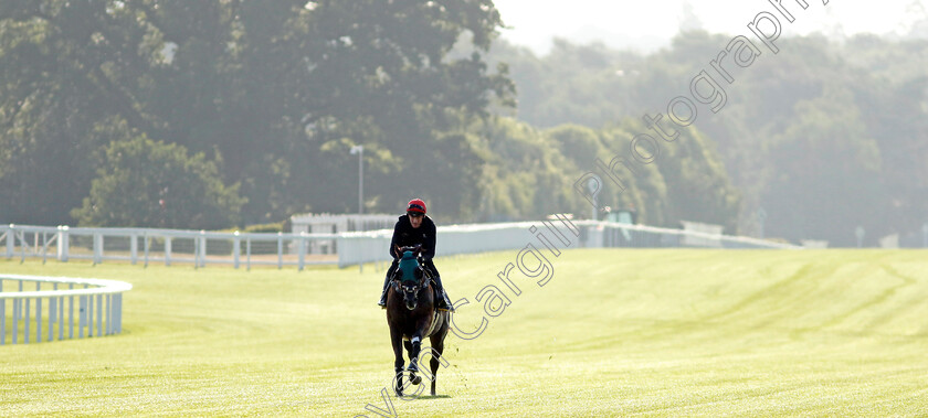 Cannonball-0012 
 CANNONBALL preparing for Royal Ascot
Ascot 14 Jun 2023 - Pic Steven Cargill / Racingfotos.com