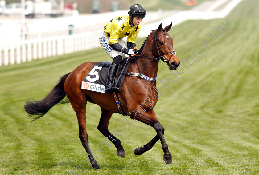 Our-Dot s-Baby-0001 
 OUR DOT'S BABY (Rex Dingle)
Cheltenham 18 Apr 2019 - Pic Steven Cargill / Racingfotos.com