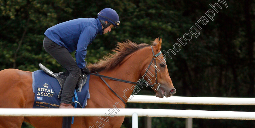 Redkirk-Warrior-0005 
 Australian trained REDKIRK WARRIOR on the gallops in Newmarket ahead of his Royal Ascot challenge
Newmarket 14 Jun 2018 - Pic Steven Cargill / Racingfotos.com