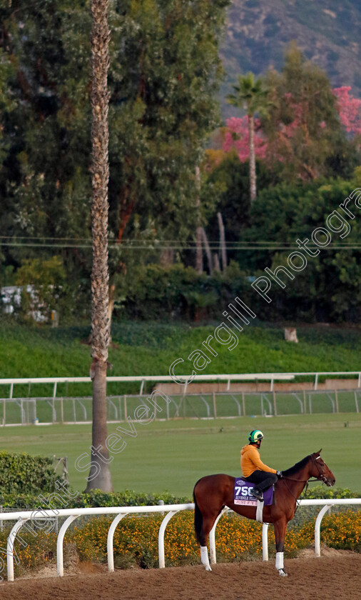 Just-F-Y-I-0001 
 JUST F Y I training for The Breeders' Cup Juvenile Fillies
Santa Anita USA, 31 October 2023 - Pic Steven Cargill / Racingfotos.com