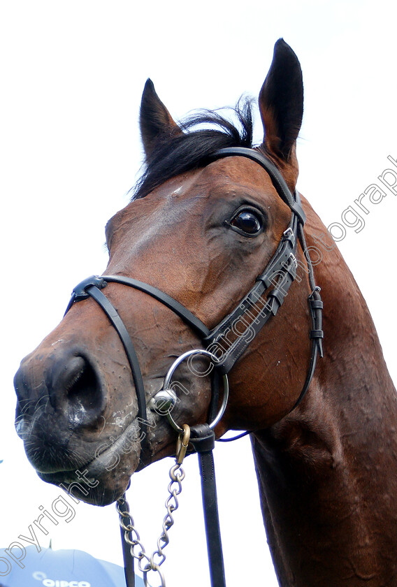 Magna-Grecia-0022 
 MAGNA GRECIA after The Qipco 2000 Guineas
Newmarket 4 May 2019 - Pic Steven Cargill / Racingfotos.com