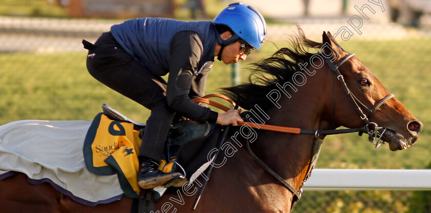 Hearts-Concerto-0001 
 HEARTS CONCERTO training for The Neom Turf Cup
King Abdulaziz Racecourse, Saudi Arabia 21 Feb 2024 - Pic Steven Cargill / Racingfotos.com