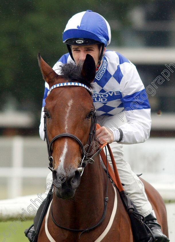 Kingslady-0001 
 KINGSLADY (Charles Bishop)
Newbury 13 Jun 2019 - Pic Steven Cargill / Racingfotos.com